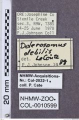 Etikette zu Dolerosomus silaceus (NHMW-ZOO-COL-0010599)